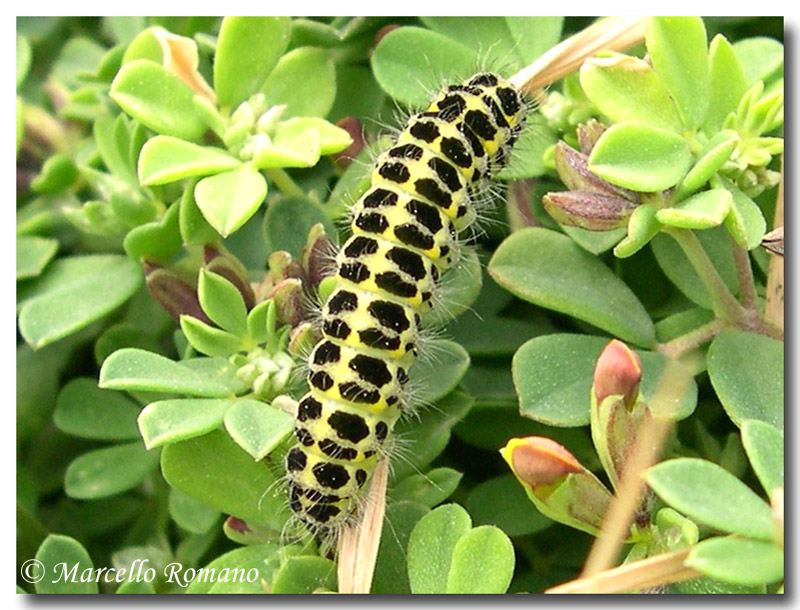 Mai visti cos tanti bruchi di Zygaena filipendulae!